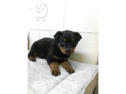 PoulaTo: Rottweiler